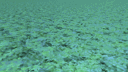 Algae Ocean Waves